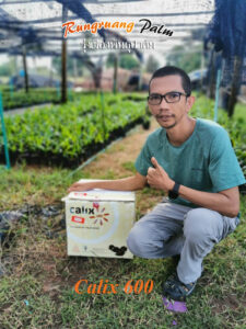 คาลิกซ์ 600