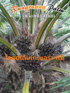 โกลด์เด้นเทเนอร่า-KB