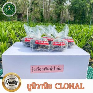 Univanich Clonal Seedlings