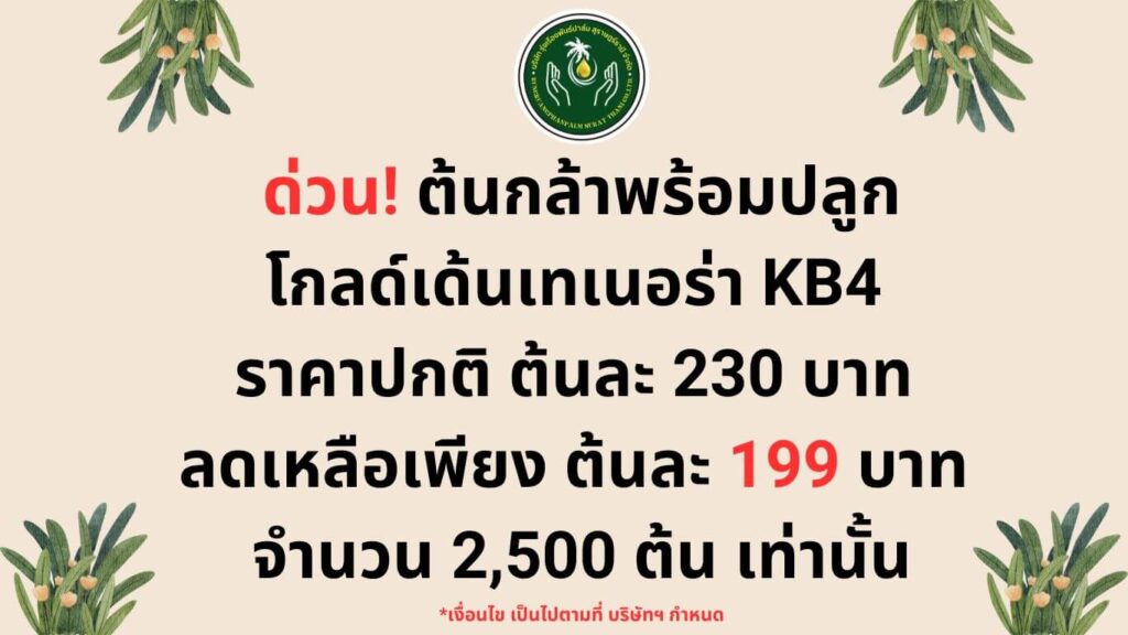 Golden Tenera KB4 Promotion