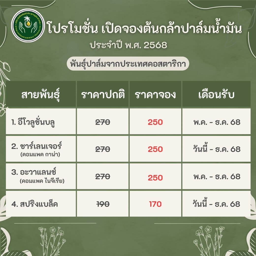 พันธุ์ปาล์ม คอสตาริกา
