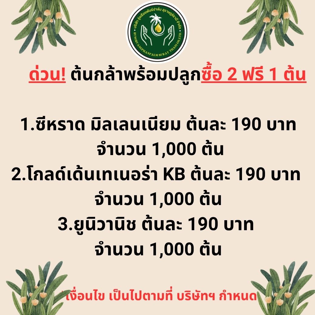 ซื้อ 2 ต้น ฟรี 1 ต้น