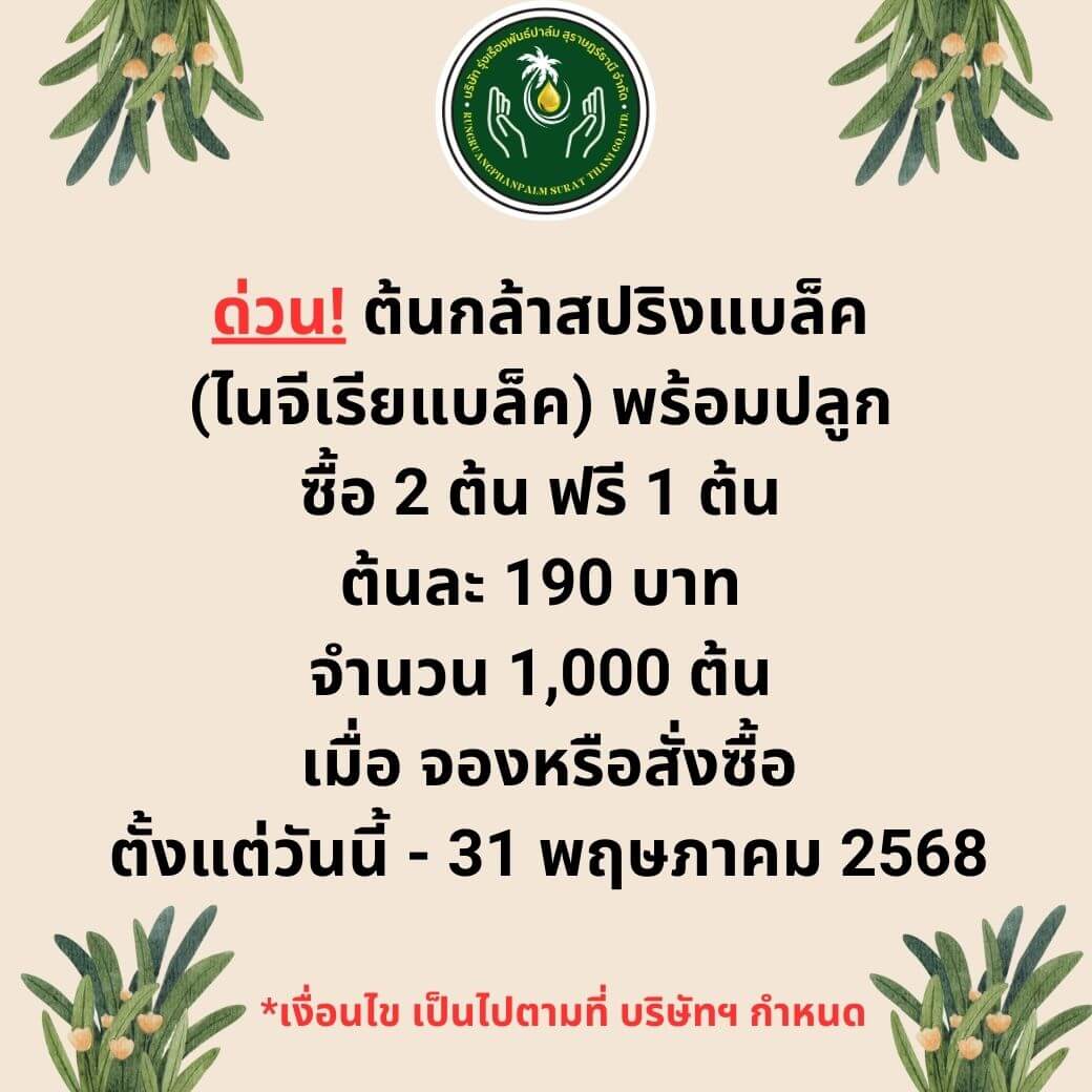 สปริงแบล็ค ซื้อ 2 ต้น ฟรี 1 ต้น