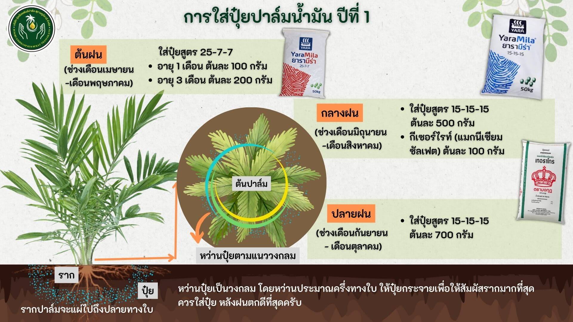 ปุ๋ยปาล์ม ปีที่1
