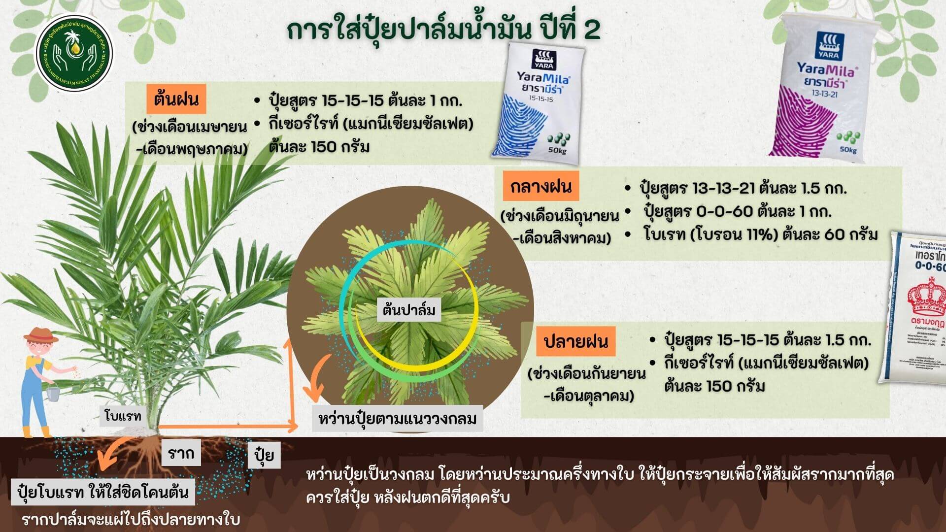 ปุ๋ยปาล์ม ปีที่2