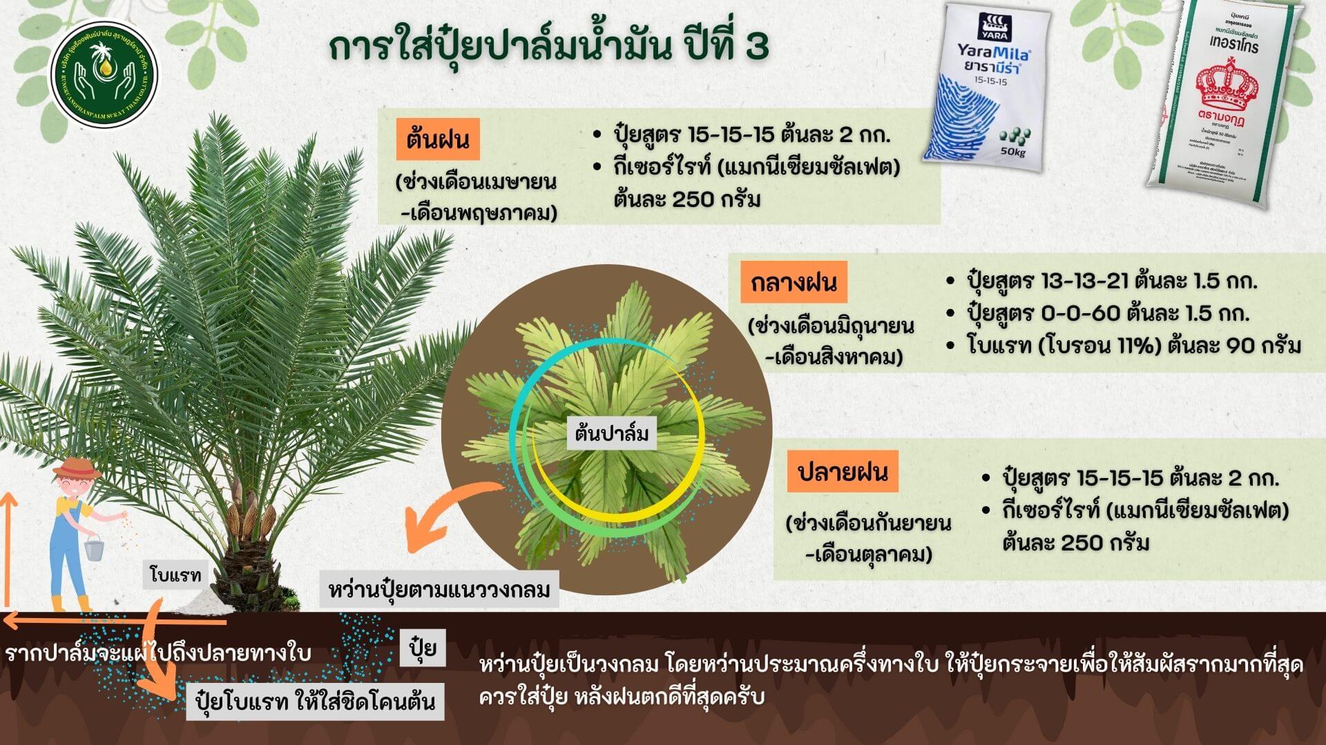 ปุ๋ยปาล์ม ปีที่3