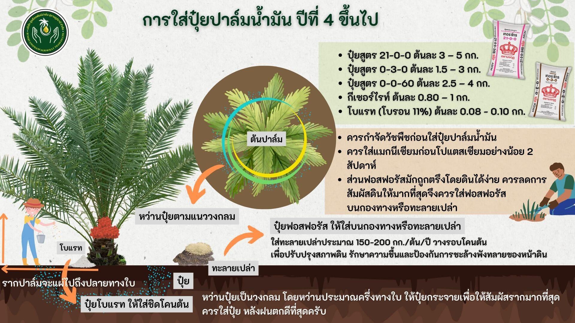 ปุ๋ยปาล์ม ปีที่4ขึ้นไป